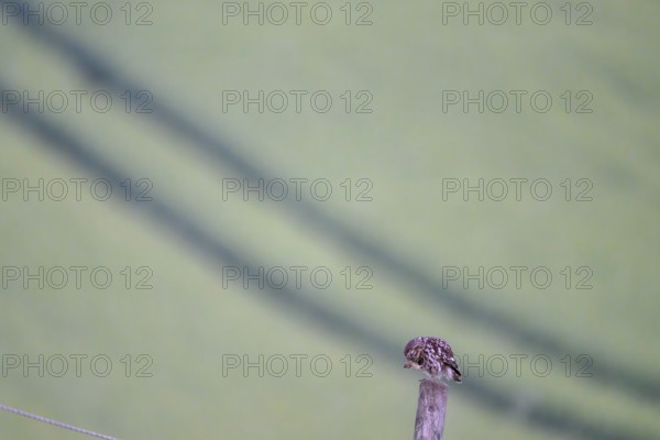 A little owl (Athene noctua) owl sitting on a post, the pastel-coloured surroundings Wiehengebirge, Lower Saxony, Germany