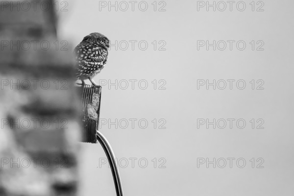 Little owl (Athene noctua) Juvenile owl looking out of a weathered building, surrounded by old bricks, expression of curiosity and alertness, black and white image, Wiehengebirge, Lower Saxony, Germany
