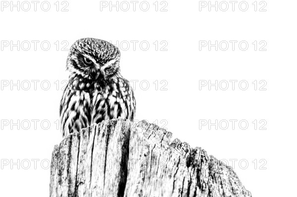 Little owl (Athene noctua) sitting on a tree stump, minimalist black and white, An owl sits on a wooden post in a minimalist black and white style, Grambergen, Bissendorf, Lower Saxony, Germany