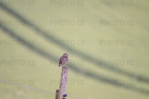 A little owl (Athene noctua) sitting on a post, captured in a minimalist style with a pastel-coloured background, owl sitting on a wooden post against a wide, greenish background, Wiehengebirge, Lower Saxony, Germany