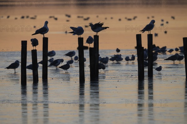 Black-headed gulls (LArus ridibundus) gather on posts in the water at sunset, Lake Dümmer, Lembruch, Lower Saxony, Germany