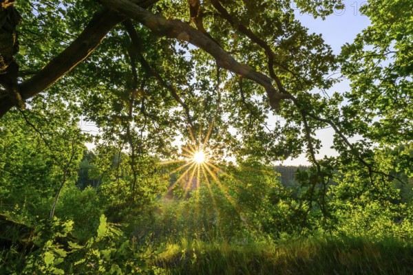 Sunlight shines through the branches of an oak (Quercus robur) in a green forest, Damme, Oldenburger Münsterland, Lower Saxony, Germany