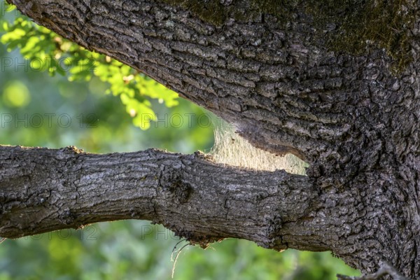 Webs of the oak processionary moth (Thaumetopoea processionea) glow in the sunlight between tree branches, Damme, Oldenburger Münsterland, Lower Saxony, Germany