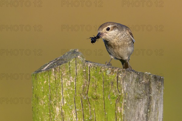 Female Red-backed Shrike (Lanius collurio) sitting on a fence post with blurred background holding an insect in her beak, Dümmerniederung, Lower Saxony, Germany