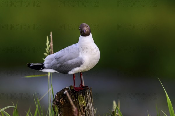 Black-headed gull (Larus ridibundus) standing on a tree stump in green surroundingsHüde, Lower Saxony, Germany