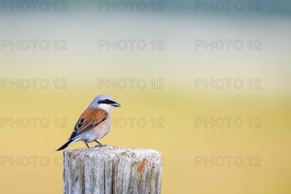 Red-backed shrike (Lanius collurio) sitting on a wooden fence post against a soft background, Dümmerniederung, Lower Saxony, Germany