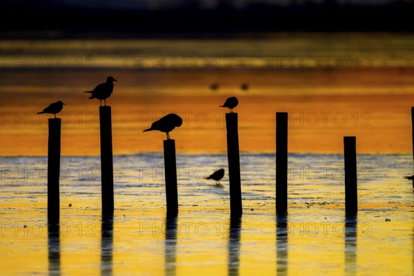 Silhouettes of LAk gulls (Larus ridibundus) on posts in golden sunset colours, Lake Dümmer, Lembruch, Lower Saxony, Germany