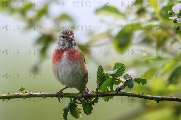 A linnet (Linaria cannabina) with a red breast sitting on a green branch against a lush background, Dümmerniederung, Lower Saxony, Germany