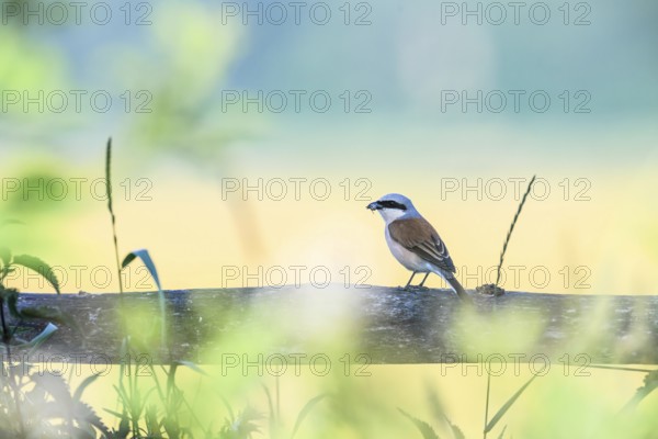 Red-backed shrike (Lanius collurio) sitting on a wooden beam against a soft background, Dümmerniederung, Lower Saxony, Germany
