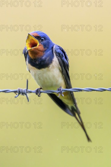 A singing swallow Barn Swallow (Hirundo rustica) sitting on a fence, surrounded by a soft, blurred background, Dümmerniederung, Lower Saxony, Germany