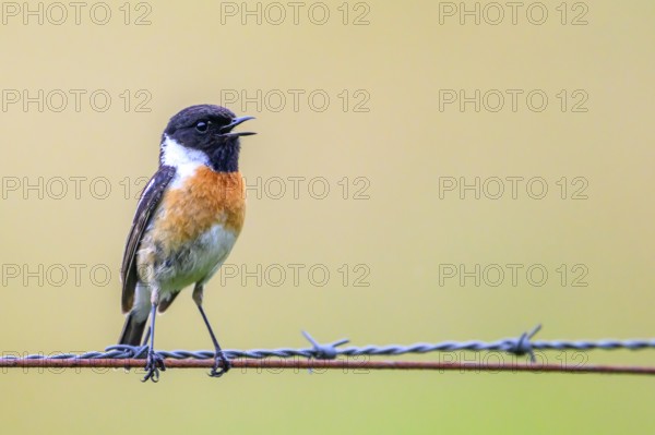 Stonechat (Saxicola rubicola) singing on a barbed wire, natural background, Dümmerniederung, Lower Saxony, Germany