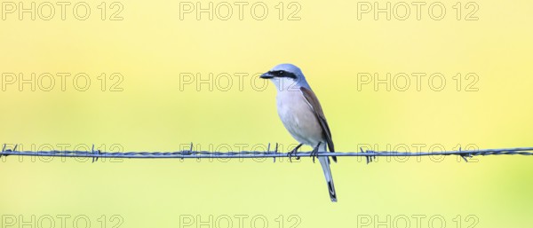 Red-backed shrike (Lanius collurio) sitting on a barbed wire in front of a soft background, Dümmerniederung, Lower Saxony, Germany