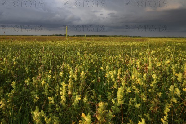 Wet meadow with flowering rattle pot (Rhinanthus spec.) in warm light under a partly cloudy sky, Ochsenmoor, Dümmerniederung, Lower Saxony, Germany