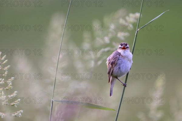 Reed warbler (Acrocephalus schoenobaenus) sitting on a reed in a natural environment, Dümmerniederung, Lower Saxony, Germany
