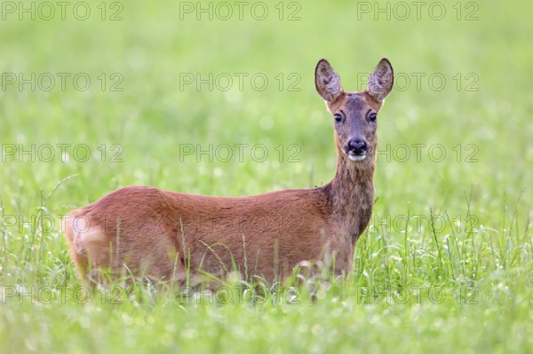 A roe deer (Capreolus capreolus) stands attentively in the tall green grass and looks directly into the camera, Ellerbeck, Bissendorf, Lower Saxony, Germany