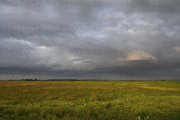 Wet meadow with flowering rattle pot (Rhinanthus spec.) in warm light under a partly dramatically cloudy sky, Ochsenmoor, Dümmerniederung, Lower Saxony, Germany