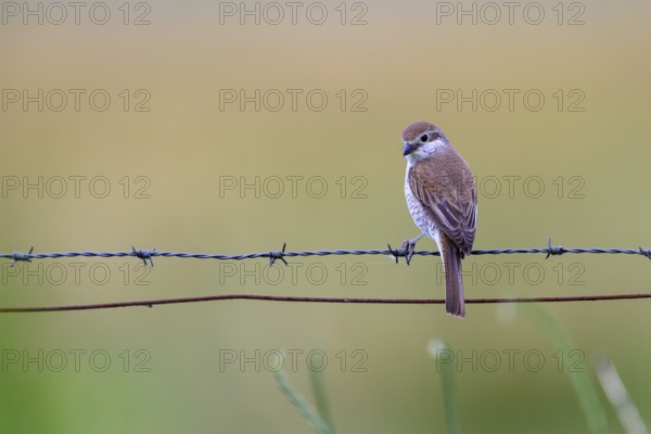 Female Red-backed Shrike (Lanius collurio) sitting on a barbed wire with blurred background, Dümmerniederung, Lower Saxony, Germany