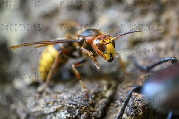Close-up of a hornet (Vespa crabro) on tree bark, natural colours, Damme, Oldenburger Münsterland, Lower Saxony, Germany