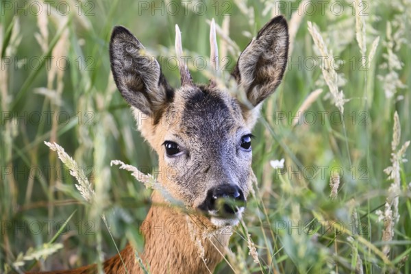 A roebuck (Capreolus capreolus), a young roebuck looking out from between the tall grasses, Langenteilen, Damme, Lower Saxony, Germany