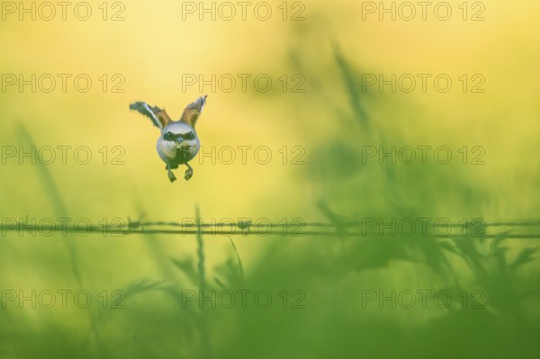 A Red-backed Shrike (Lanius collurio) flies over a fence overgrown with grasses in bright green and yellow, Damme, Lower Saxony, Germany