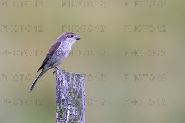 Female Red-backed Shrike (Lanius collurio) sitting on a fence post with blurred background, Dümmerniederung, Lower Saxony, Germany