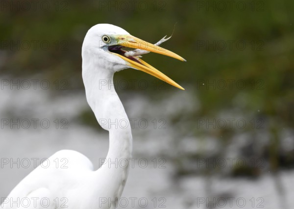 Great Egret (Egretta alba) catching fish with its beak, nature scene with green background, Dümmerniederung, Lower Saxony, Germany