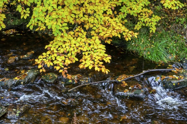 Autumn colors on the Bode River in the Bodetal Nature Reserve in the Harz National Park, Königskrug, Braunlage, Lower Saxony, Germany