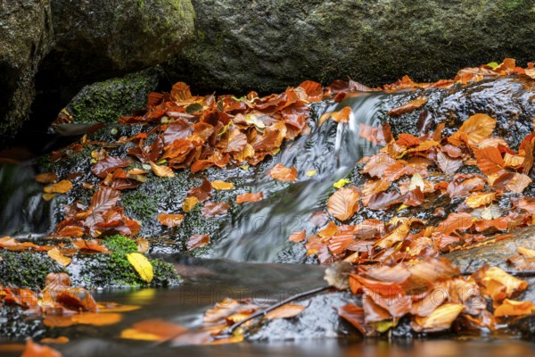 River Bode flows over smooth-cut rocks with colorful autumn leaves, autumn colors in the Bodetal nature reserve in the Harz National Park, Königskrug, Braunlage, Lower Saxony, Germany
