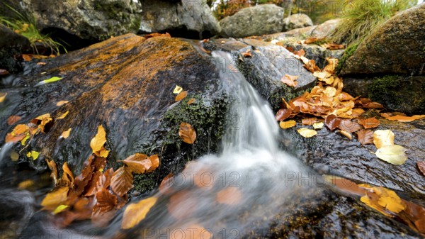 River Bode flows over smooth-cut rocks with autumn colors, autumn colors in the Bodetal nature reserve in the Harz National Park, Königskrug, Braunlage, Lower Saxony, Germany