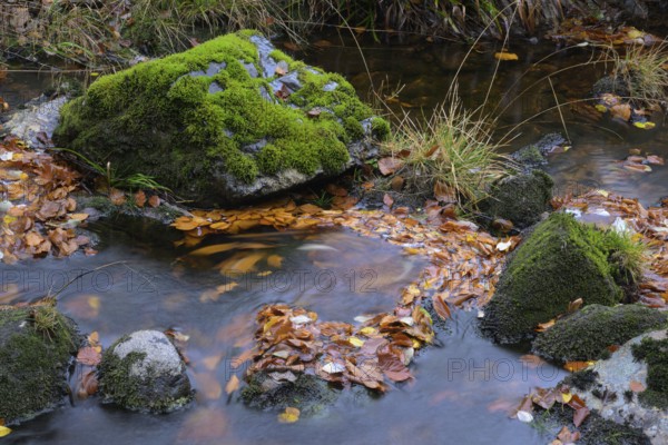The river Bode with moss-covered rocks and autumn leaves near Königskrug, Braunlage, Lower Saxony, Germany