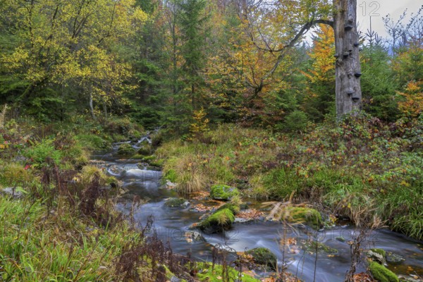The river Bode near Königskrug, Harz National Park, Braunlage, Lower Saxony, Germany