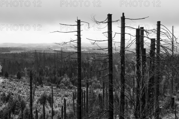 Dead trees Mountain spruce forest deaths in the Harz Mountains, Braunlage, Harz, Lower Saxony, Germany