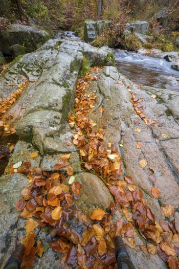 River Bode flows over smooth-cut rocks with autumn colors, autumn colors in the Bodetal nature reserve in the Harz National Park, Königskrug, Braunlage, Lower Saxony, Germany