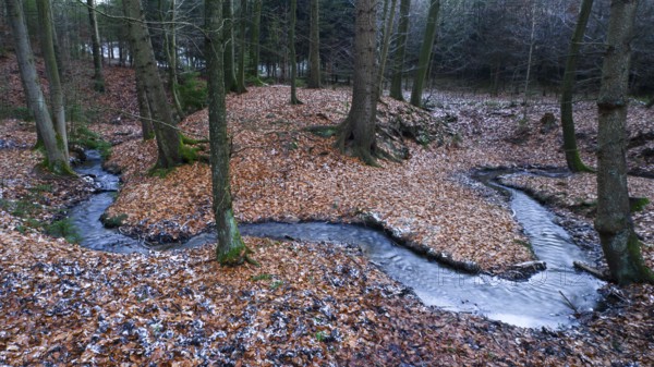 The Zwickenbach meanders through forest in winter, Zwickenbach Valley, Bakum, Melle, Lower Saxony, Germany