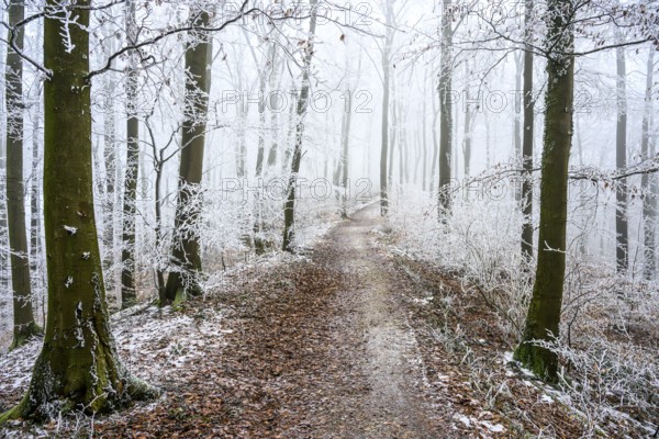 A winter forest trail with fog and frost on the trees, which creates a quiet and mystical atmosphere on the Hermannsweg hiking trail, Steinegge, Dissen am Teutoburger Wald, Lower Saxony, Germany