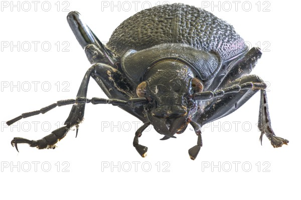 Macro photograph of a black leatherback beetle (Carabus coriaceus) with detailed structures on a white background, stacking photograph of a dead find, Melle, Lower Saxony, Germany