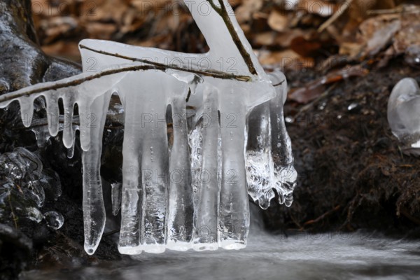 Close-up of icicles. Cool, frosty atmosphere reflecting the winter cold, Zwickenbach, Zwickenbachtal, Melle, Lower Saxony, Germany