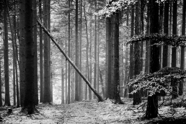 Mystical black and white forest coniferous forest with a leaning tree standing diagonally across a forest path. Teutoburger Wald, Hilter, Lower Saxony, Germany