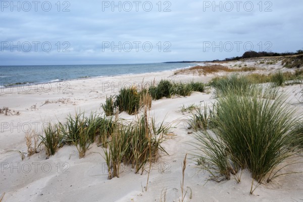 Sandy beach beach with marram grass (Ammophila), Zingst, Fischland-Darß-Zingst, Vorpommersche Boddenlandschaft National Park, Baltic Sea, Mecklenburg-Western Pomerania, Germany