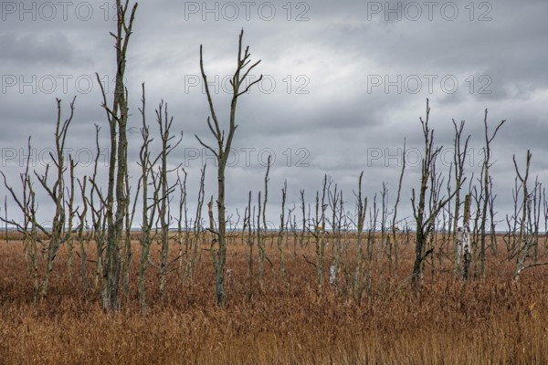 Dead trees, Osterwald, Zingst, Fischland-Darß-Zingst, Western Pomerania Lagoon Area National Park, Mecklenburg-Western Pomerania, Germany
