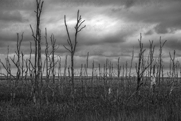 Dead trees, black and white photo, Osterwald, Zingst, Fischland-Darß-Zingst, Western Pomerania Lagoon Area National Park, Mecklenburg-Western Pomerania, Germany