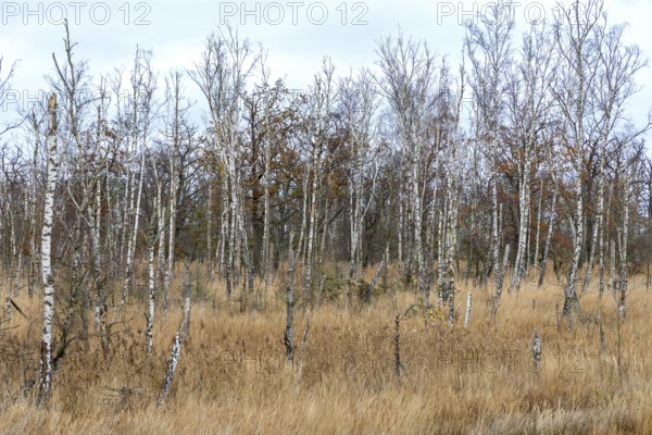 Moor landscape in the Osterwald forest with bog birch trees (Betula pubescens), Zingst, Fischland-Darß-Zingst, Western Pomerania Lagoon National Park, Mecklenburg-Western Pomerania, Germany