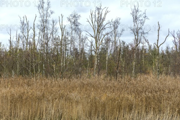 Dead trees, reeds in front, Osterwald, Zingst, Fischland-Darß-Zingst, Western Pomerania Lagoon Area National Park, Mecklenburg-Western Pomerania, Germany
