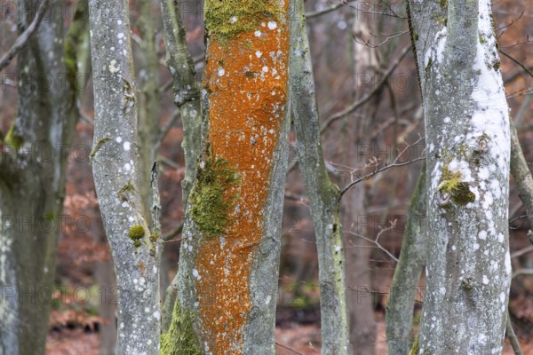 Tree trunk with orange-red colored tree bark, Osterwald, Zingst, Fischland-Darß-Zingst, Western Pomerania Lagoon Area National Park, Mecklenburg-Western Pomerania, Germany