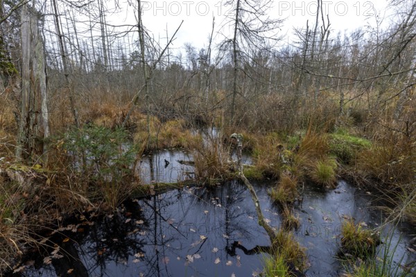 Moorland with dead trees in Osterwald, Zingst, Fischland-Darß-Zingst, Western Pomerania Lagoon Area National Park, Mecklenburg-Western Pomerania, Germany