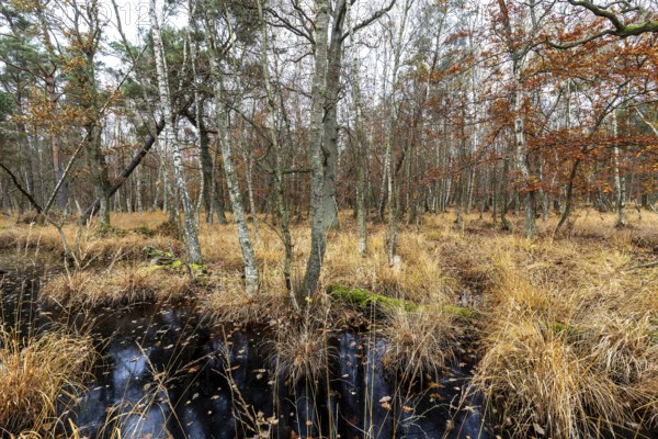 Moorland with trees in Osterwald, Zingst, Fischland-Darß-Zingst, Western Pomerania Lagoon Area National Park, Mecklenburg-Western Pomerania, Germany