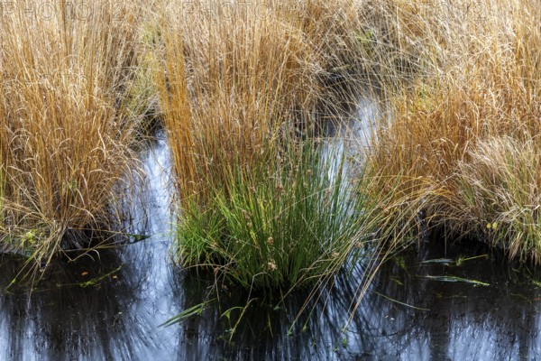 Gradbüschel in moor landscape in Osterwald, Zingst, Fischland-Darß-Zingst, Western Pomerania Lagoon Area National Park, Mecklenburg-Western Pomerania, Germany