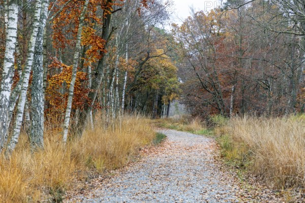 Path through moor landscape with trees in Osterwald, Zingst, Fischland-Darß-Zingst, Western Pomerania Lagoon Area National Park, Mecklenburg-Western Pomerania, Germany