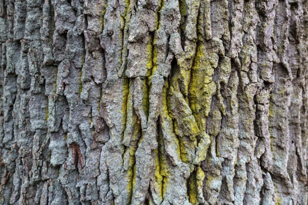 Heavily furrowed tree bark, Osterwald, Zingst, Fischland-Darß-Zingst, Western Pomerania Lagoon Area National Park, Mecklenburg-Western Pomerania, Germany