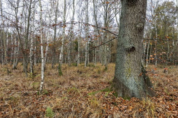 Birch trees (Betula), birch forest, thick tree trunk in front, Osterwald, Zingst, Fischland-Darß-Zingst, Western Pomerania Lagoon National Park, Mecklenburg-Western Pomerania, Germany